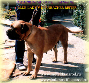 bullmasiff BLUE-LADY V DERNBACHER REITER