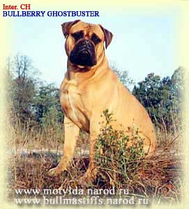 bullmastiff  BULLBERRY GHOSTBUSTER