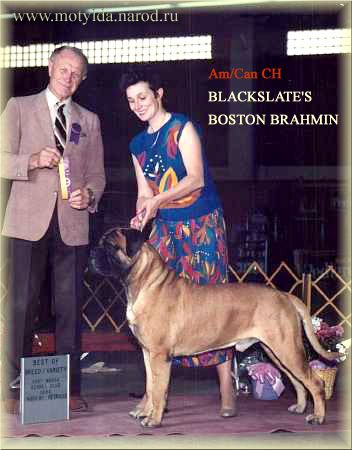 bullmastiff  BLACKLATE'S BOSTON BRAHMIN