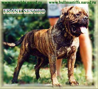 Bullmastiff   FRANK SESYBO