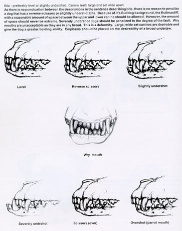 Зубы и прикус бульмастифа