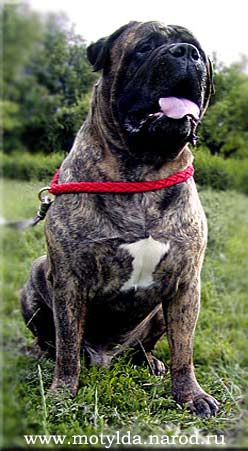 bullmastiff  GREISFUL/ аСКЭЛЮЯРХТ цпщиятск